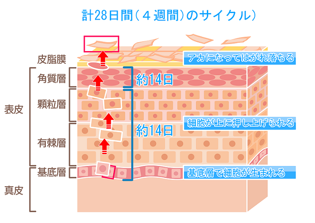 肌のターンオーバーサイクル